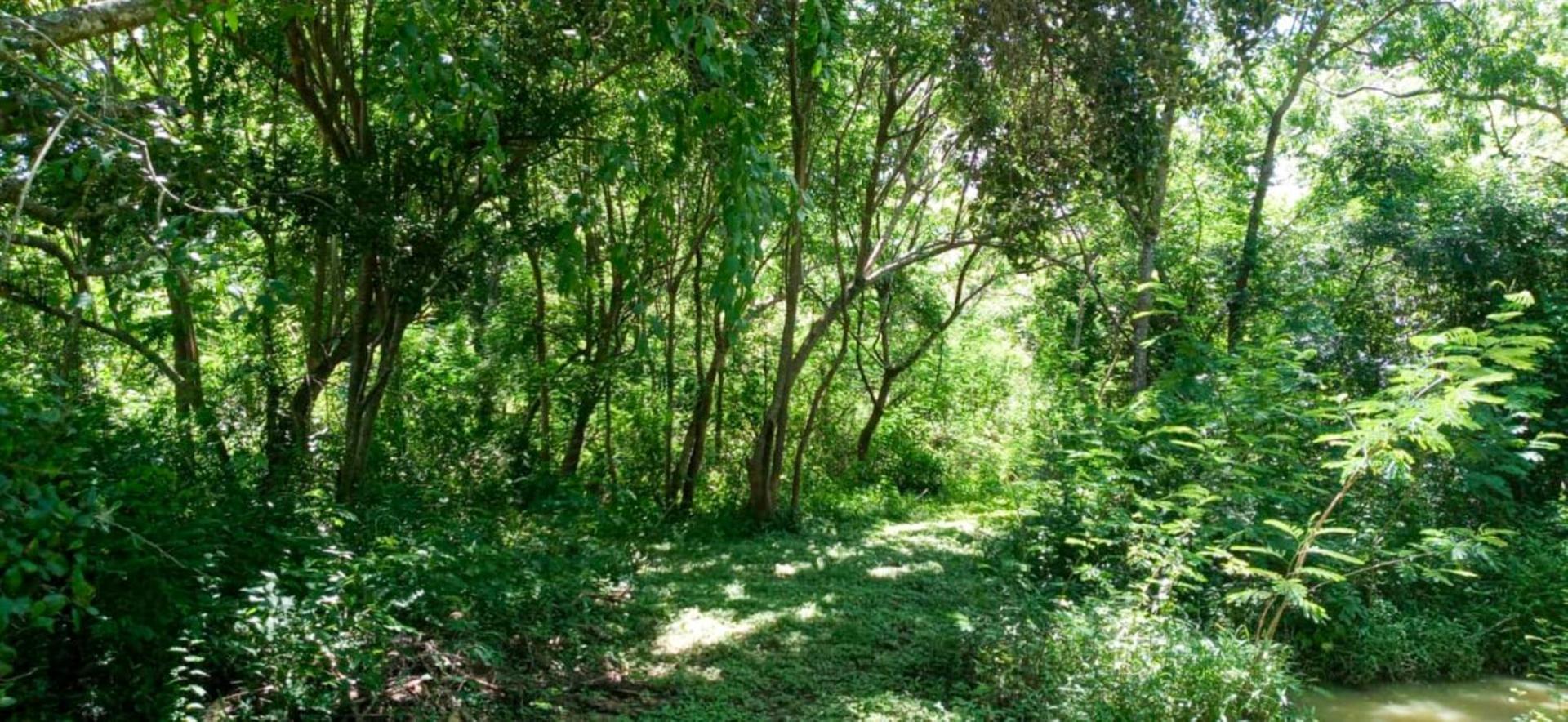 Lavish Eco Jungle Hotell Tissamaharama Exteriör bild